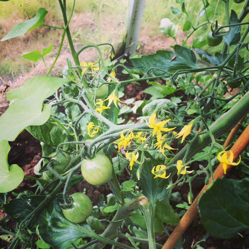Simple pleasures: tomato flowers