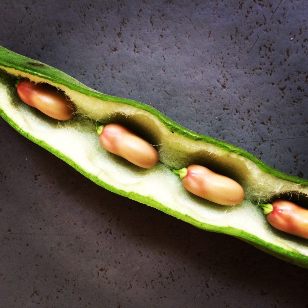 Let the harvest begin