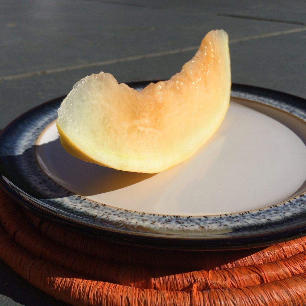 Honeydew Melon ☀️