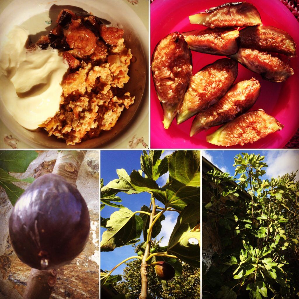 How do you know when a fig is ready to eat? 