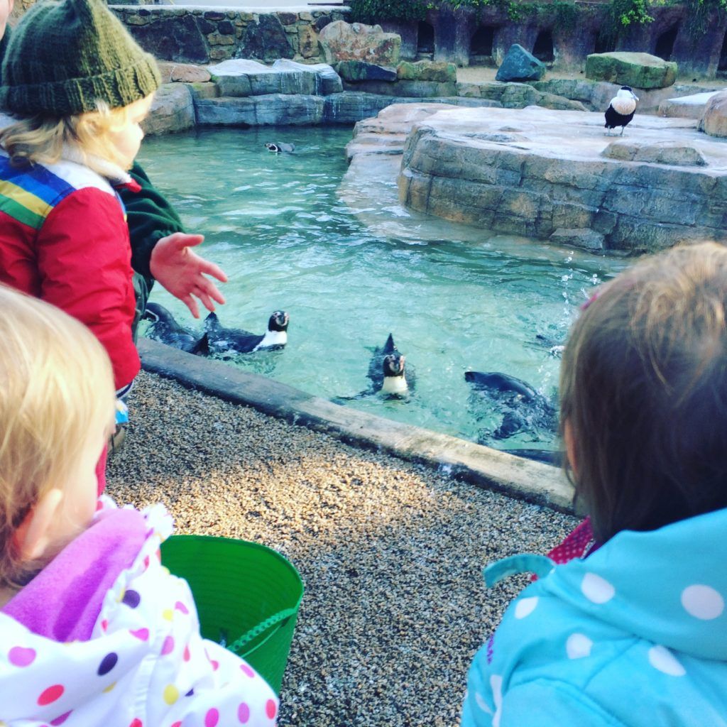 Penguin feeding time 😍