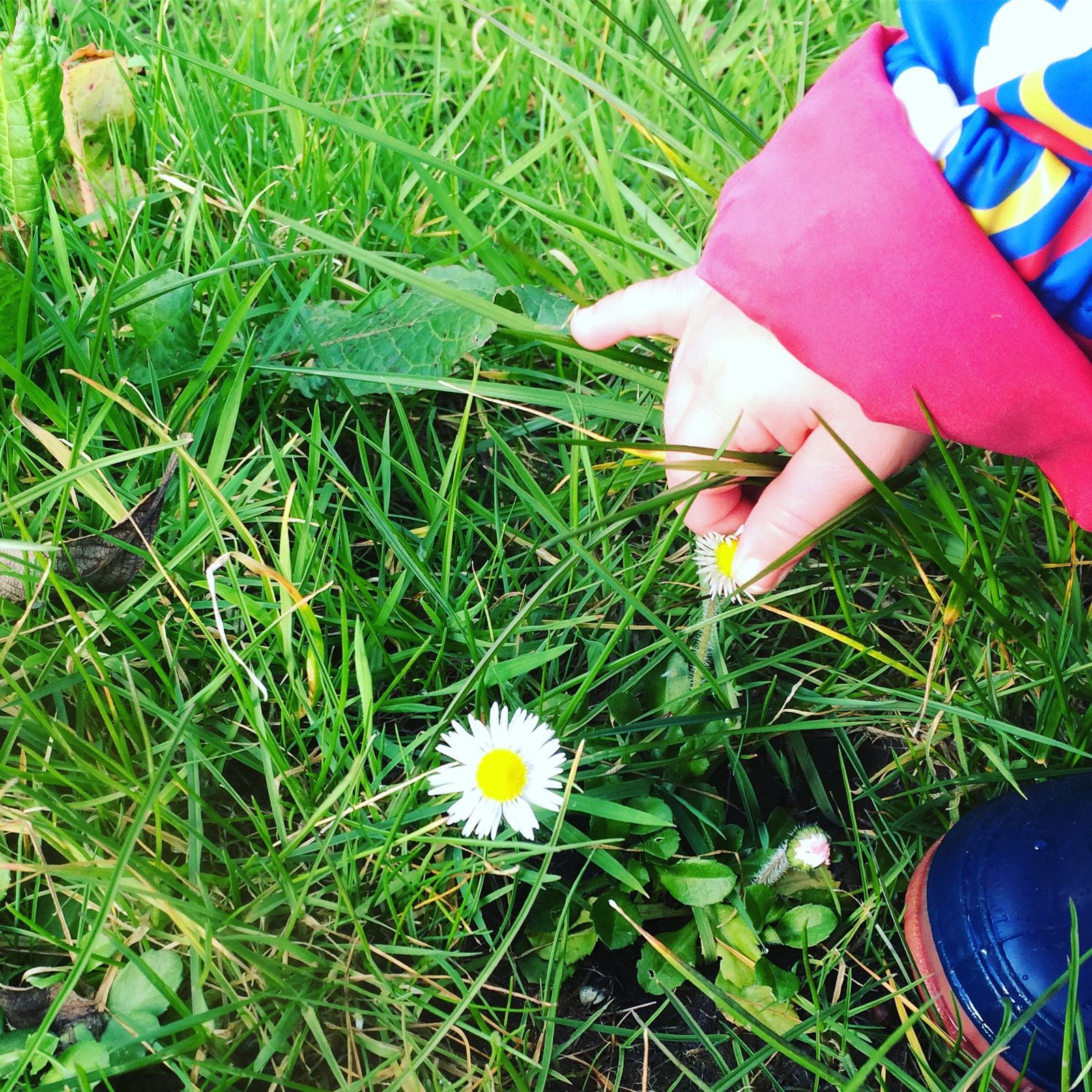 Daisy picking