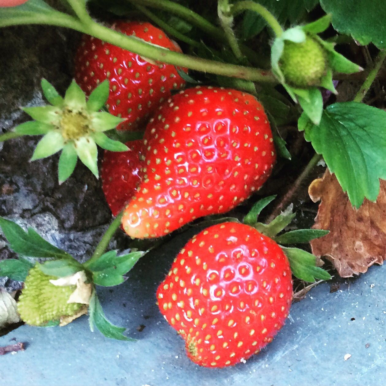 Boost your iron absorption by up to 50%…