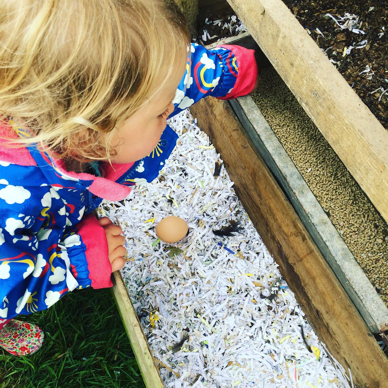 Reaching for chicken food