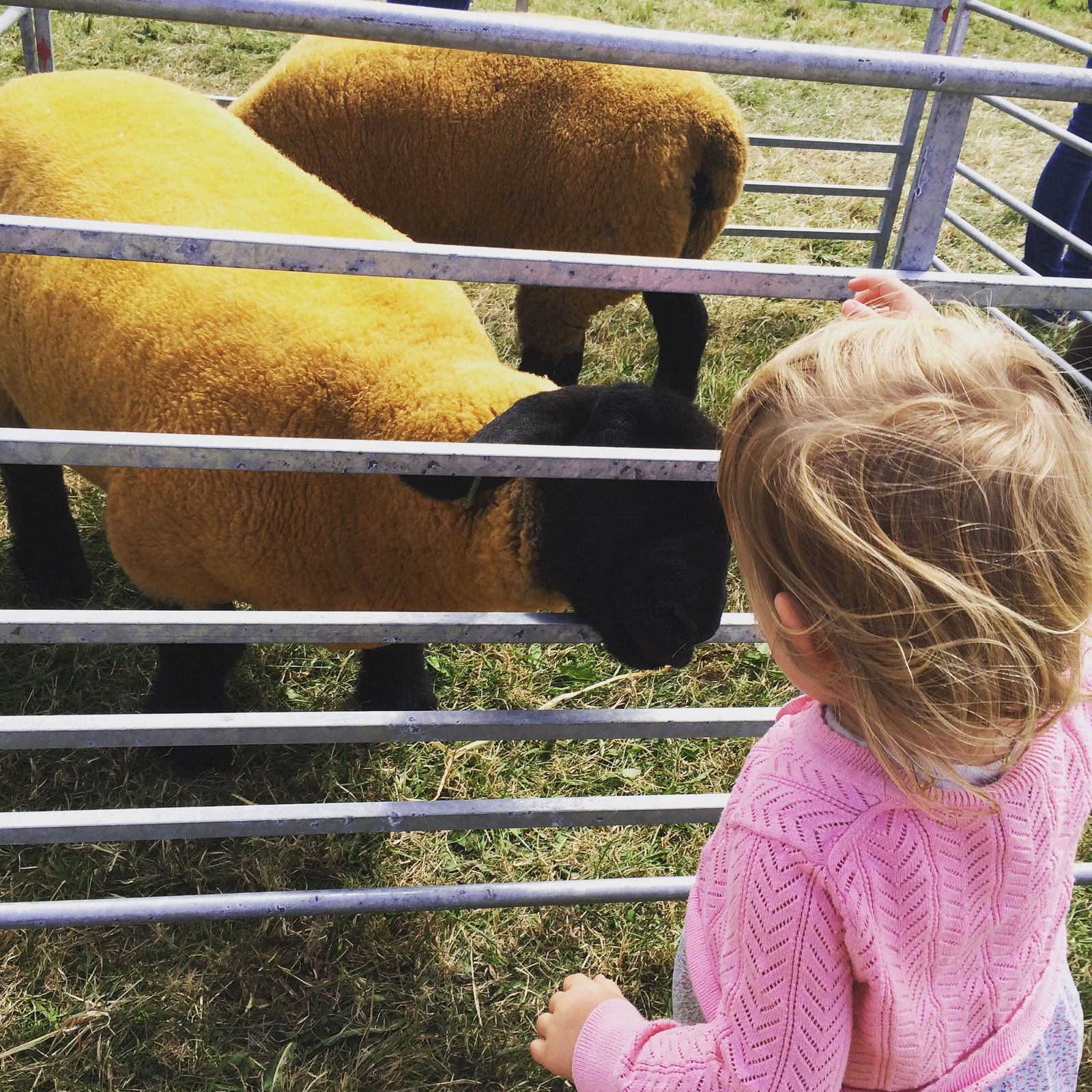 What a great colour these fleeces are! 