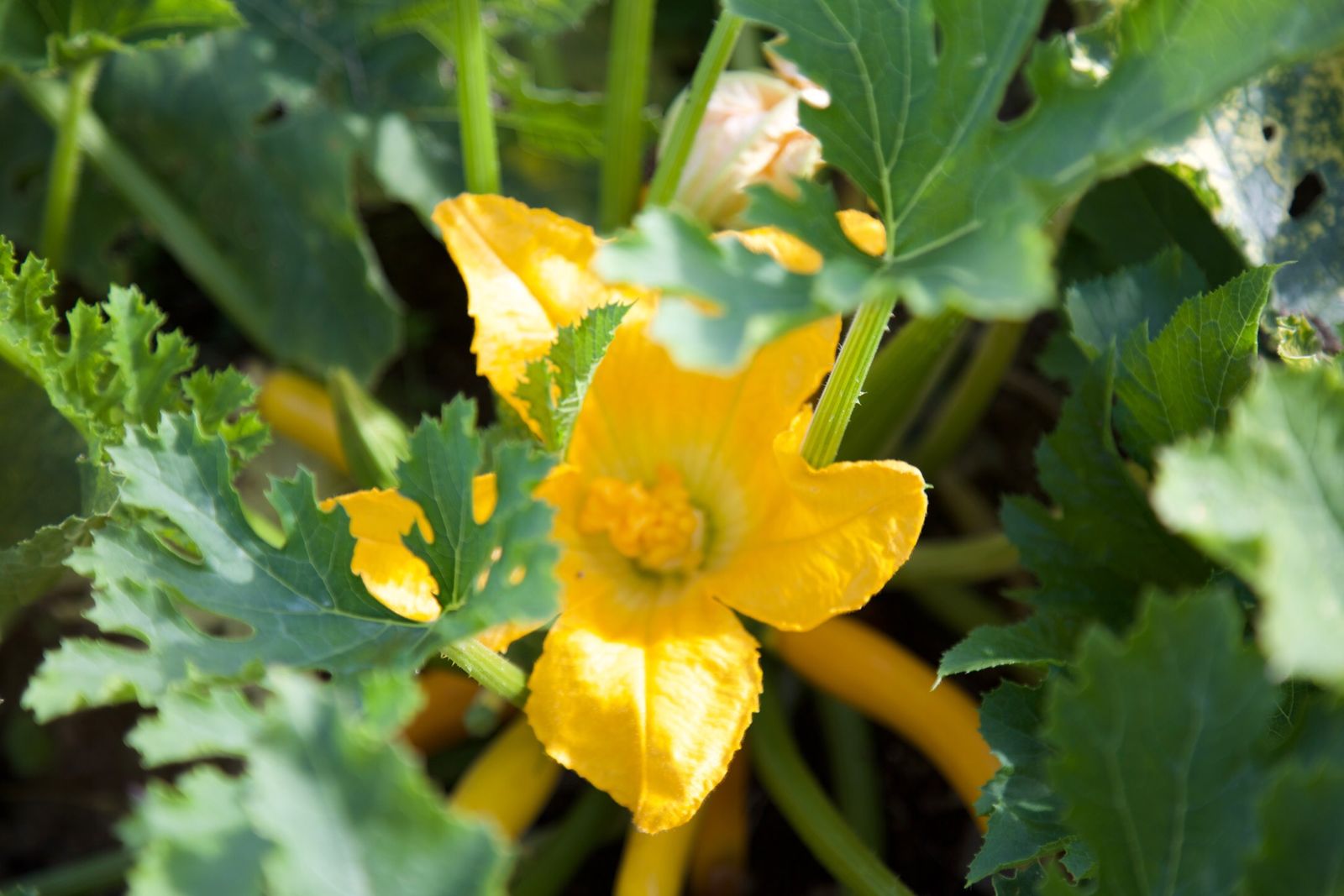 Sunshine in the veggie patch