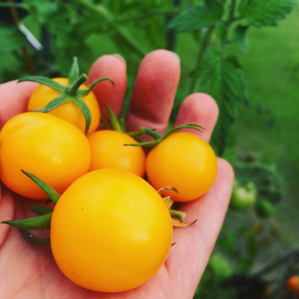 Healthier raw or cooked?