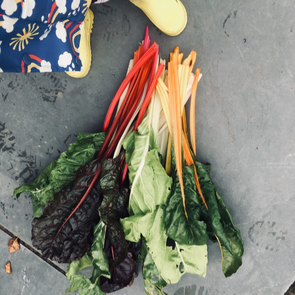 Rainbow chard