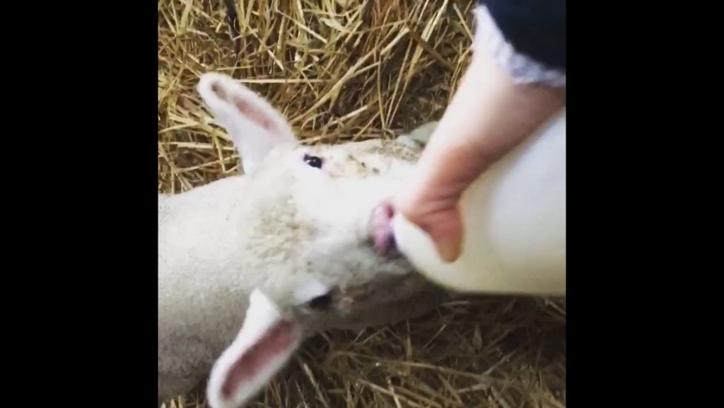 Have a healthful Christmas. Today’s top tip: Pace yourself unlike my little lamb!