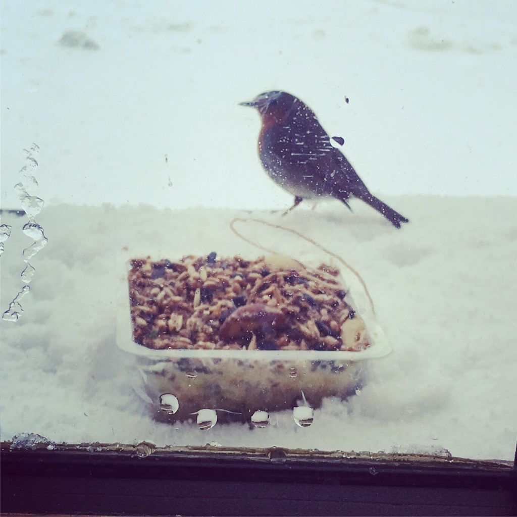 Snow day bird food