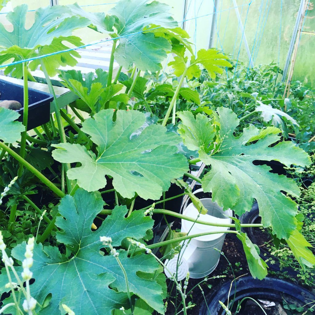 Struggling to get your little ones to try new foods?