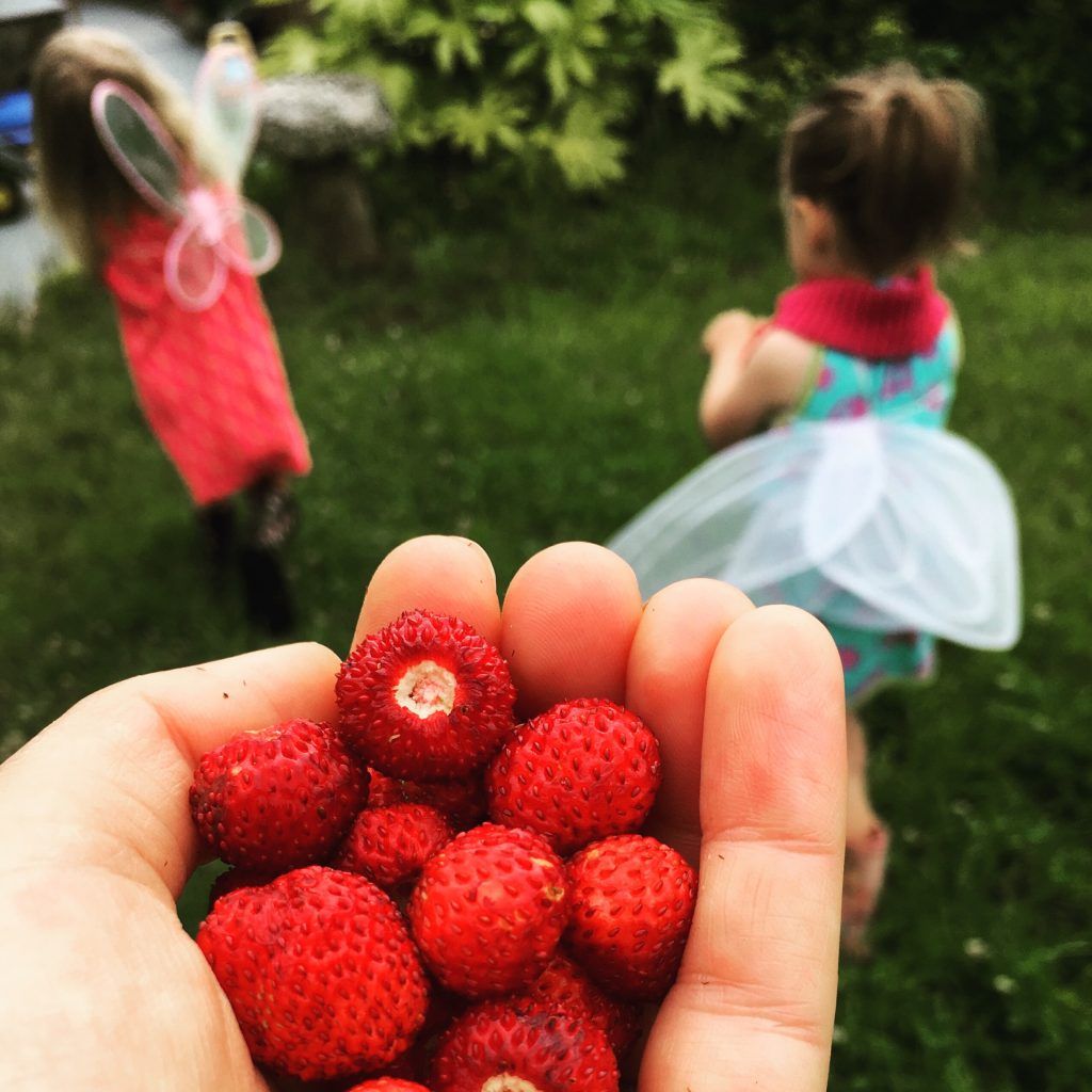 Wild strawbs & off to conference