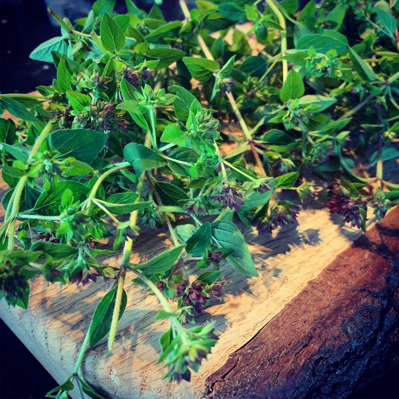 Do you want to keep your herbs coming for longer?