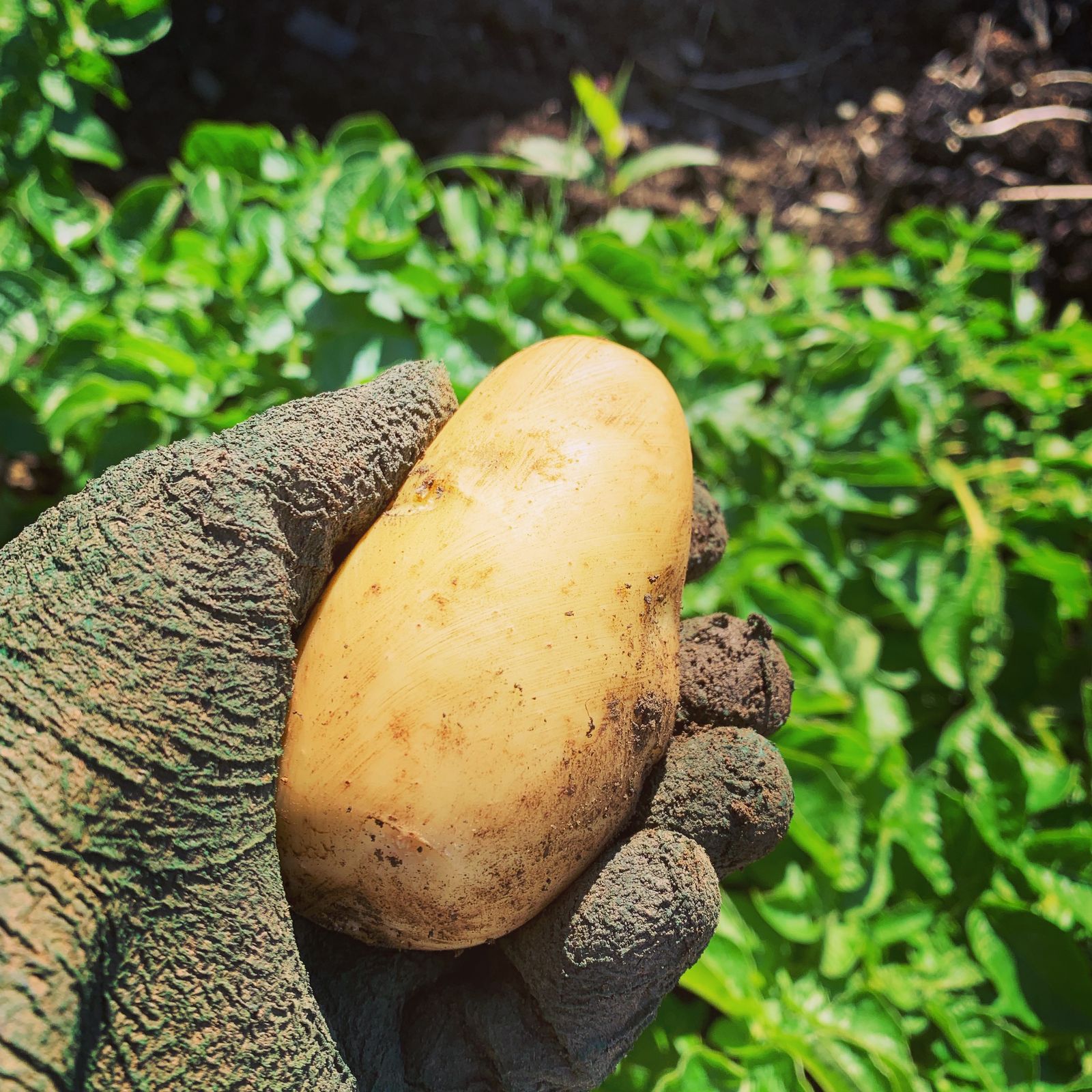 Making your new potatoes last longer 🥔