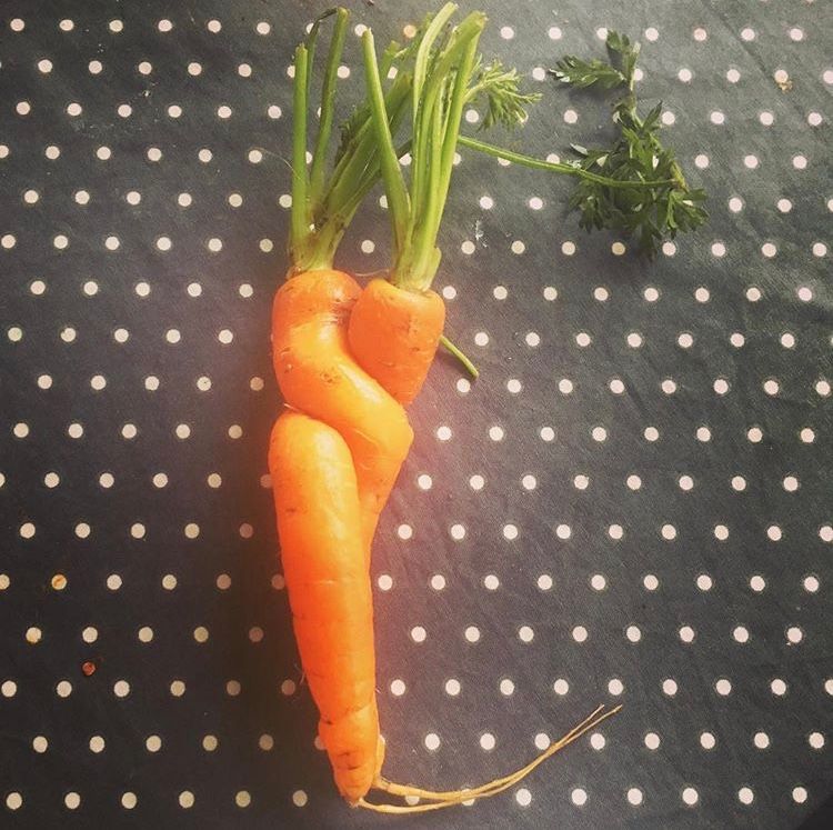 Cuddly Christmas carrots